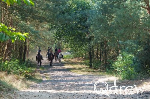 Veluwe Zwerfpad Etappe 14 van Kootwijk naar Hoenderloo (2026), Paarden Kootwijkerzand, paarden, bos, Kootwijkerzand, Veluwe Zwerfpad, Etappe 14