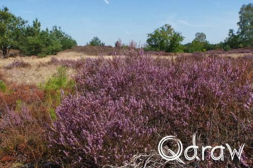 Veluwe Zwerfpad Etappe 14 van Kootwijk naar Hoenderloo (2026), Kootwijkerzand, Heide, Kootwijkerzand, Veluwe Zwerfpad, Etappe 14, bloei