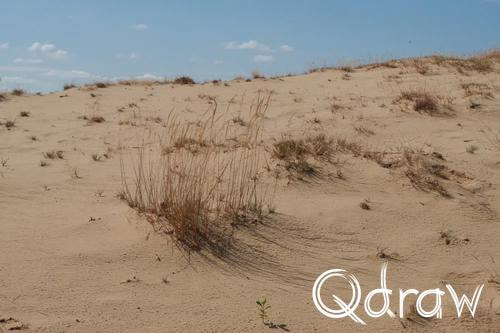 Veluwe Zwerfpad Etappe 14 van Kootwijk naar Hoenderloo (2026), Kootwijkerzand, zandverstuiving, Kootwijkerzand, gras, Veluwe Zwerfpad, Etappe 14