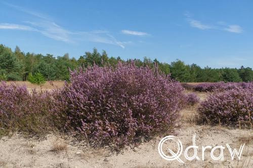 Veluwe Zwerfpad Etappe 14 van Kootwijk naar Hoenderloo (2026), Heide in bloei, Heide, Veluwe Zwerfpad, Etappe 14, bloei, zand