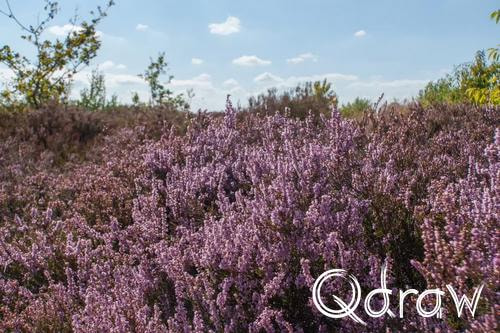 Veluwe Zwerfpad Etappe 14 van Kootwijk naar Hoenderloo (2026), Heide in bloei, Heide, bloei, Veluwe Zwerfpad, Etappe 14, paars