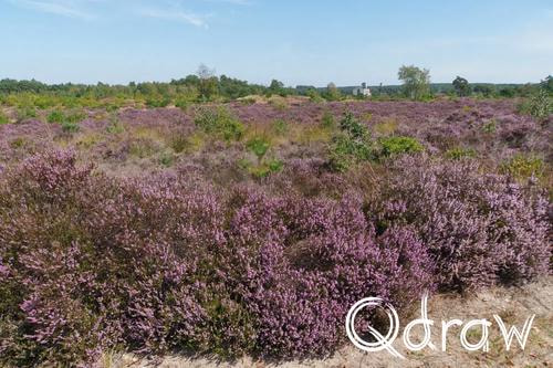 Veluwe Zwerfpad Etappe 14 van Kootwijk naar Hoenderloo (2026), Radio Kootwijk in de heide, Zandweg, heide, Veluwe Zwerfpad, Etappe 14, Gebouw A