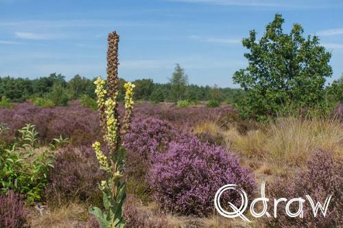 Veluwe Zwerfpad Etappe 14 van Kootwijk naar Hoenderloo (2026), Koningskaars, Plant, heide, Koningskaars, Veluwe Zwerfpad, Etappe 14