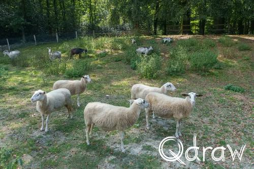 Veluwe Zwerfpad Etappe 14 van Kootwijk naar Hoenderloo (2026), Schaapskooi Hoog Buurlo, Schapen, schapenkudde, Hoog Buurlo, Schaapskooi Hoog Buurlo, Veluwe Zwerfpad, Etappe 14