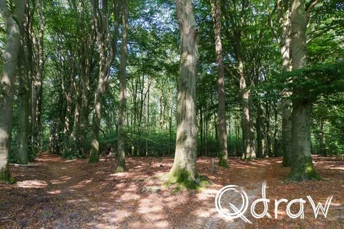Veluwe Zwerfpad Etappe 14 van Kootwijk naar Hoenderloo (2026), Hoog Buurlo, Hoog Buurlo, laan, bos