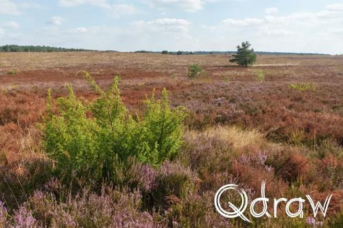 Veluwe Zwerfpad Etappe 14 van Kootwijk naar Hoenderloo (2026), Jeneverbes, Heide, Jeneverbes, dode heide, Veluwe Zwerfpad, Etappe 14