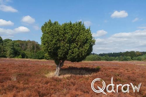 Veluwe Zwerfpad Etappe 14 van Kootwijk naar Hoenderloo (2026), Jeneverbes, Heide, coniferen, Jeneverbes, Veluwe Zwerfpad, Etappe 14