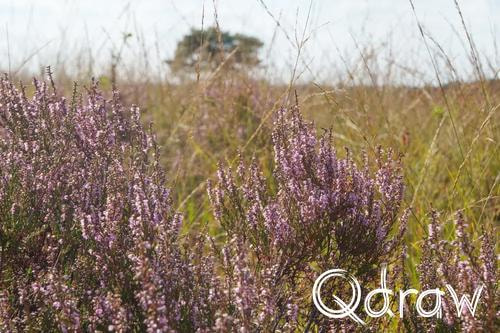 Veluwe Zwerfpad Etappe 14 van Kootwijk naar Hoenderloo (2026), Heide, Gras, boom, heide, Veluwe Zwerfpad, Etappe 14