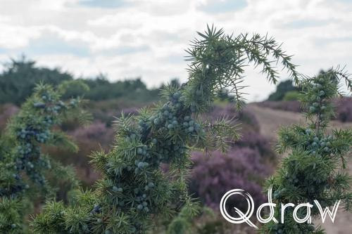 Veluwe Zwerfpad Etappe 14 van Kootwijk naar Hoenderloo (2026), Jeneverbes, Jeneverbes, Heide, Veluwe Zwerfpad, Etappe 14