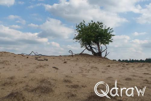 Veluwe Zwerfpad Etappe 14 van Kootwijk naar Hoenderloo (2026), Zandverstuiving Braamberg, zandverstuiving, heide, Zandverstuiving Braamberg, Veluwe Zwerfpad, Etappe 14