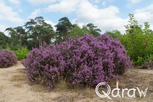 Veluwe Zwerfpad Etappe 14 van Kootwijk naar Hoenderloo (2026), Heide Braamberg, zandverstuiving, heide, Zandverstuiving Braamberg, Veluwe Zwerfpad, Etappe 14