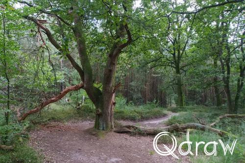 Veluwe Zwerfpad Etappe 14 van Kootwijk naar Hoenderloo (2026), Hoenderloosche bos, bos, boom, tak, zandpad, Hoenderloosche bos, Veluwe Zwerfpad, Etappe 14