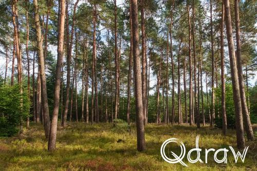 Veluwe Zwerfpad Etappe 14 van Kootwijk naar Hoenderloo (2026), Hoenderloosche bos, bos, boom, tak, zandpad, Hoenderloosche bos, Veluwe Zwerfpad, Etappe 14