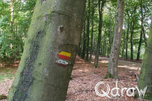 Veluwe Zwerfpad Etappe 14 van Kootwijk naar Hoenderloo (2026), Markering, Markering, boom, laan, Veluwe Zwerfpad, Etappe 14, root wit, rood geel