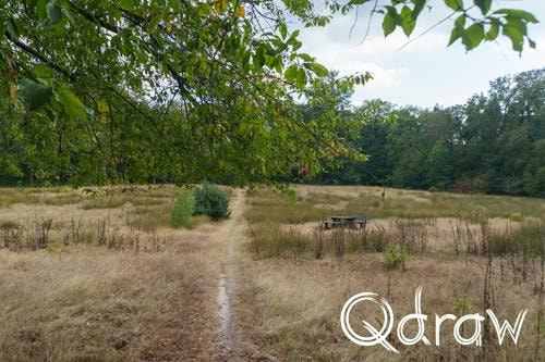 Veluwe Zwerfpad Etappe 14 van Kootwijk naar Hoenderloo (2026), Hoenderloosche bos, Gras, bos, bankje, Hoenderloosche bos, Veluwe Zwerfpad, Etappe 14