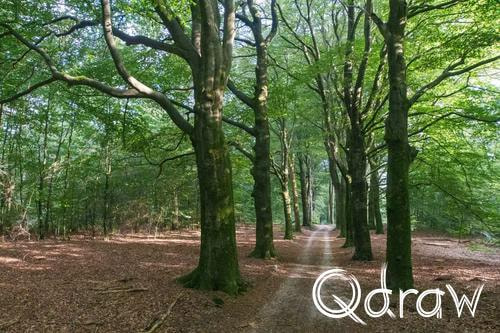 Veluwe Zwerfpad Etappe 14 van Kootwijk naar Hoenderloo (2026), Hoenderloosche bos, Bos, laan, Hoenderloosche bos, Veluwe Zwerfpad, Etappe 14