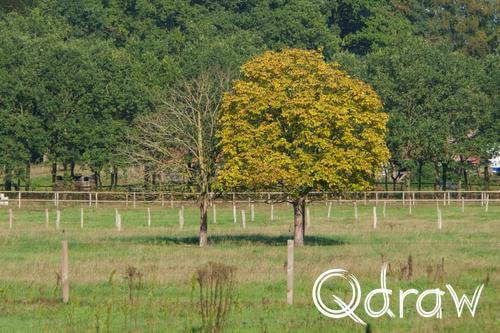 Veluwe Zwerfpad Etappe 15 van Hoenderloo naar Loenen (2026), Boom zonder en met blad, boom, herfst, blad, Oudeweg, Veluwe Zwerfpad, Etappe 15, bladeren