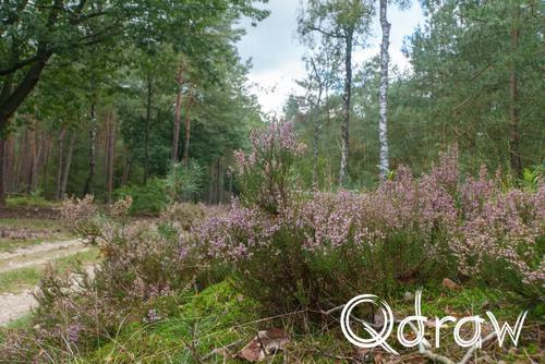 Veluwe Zwerfpad Etappe 15 van Hoenderloo naar Loenen (2026), Heide - Waterbergweg, heide, Waterbergweg, Veluwe Zwerfpad, Etappe 15