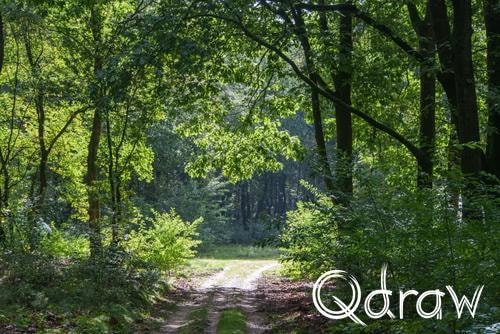 Veluwe Zwerfpad Etappe 15 van Hoenderloo naar Loenen (2026), Waterbergweg, Doorkijkje, bos, bomen, Waterbergweg, Veluwe Zwerfpad, Etappe 15