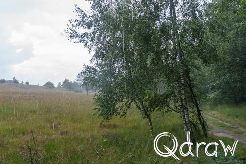 Veluwe Zwerfpad Etappe 15 van Hoenderloo naar Loenen (2026), Miggelenbergweg, regen, berk, Miggelenbergweg, Veluwe Zwerfpad, Etappe 15