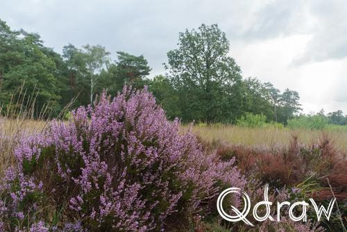 Veluwe Zwerfpad Etappe 15 van Hoenderloo naar Loenen (2026), Miggelenbergweg, regen, heide, Miggelenbergweg, Veluwe Zwerfpad, Etappe 15
