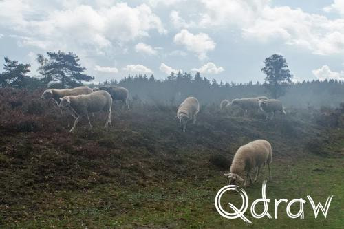 Veluwe Zwerfpad Etappe 15 van Hoenderloo naar Loenen (2026), Schapen op de heide, Schapen, heide, herder, regen, Veluwe Zwerfpad, Etappe 15