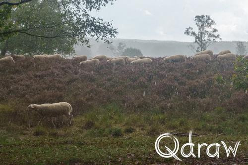 Veluwe Zwerfpad Etappe 15 van Hoenderloo naar Loenen (2026), Schapen op de heide, Schapen, heide, herder, regen, Veluwe Zwerfpad, Etappe 15